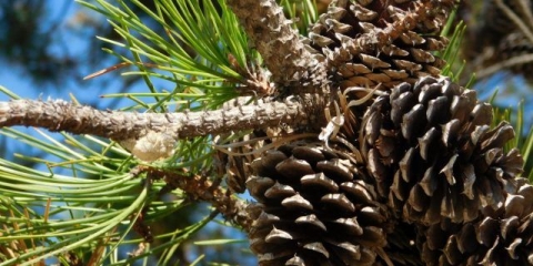 Kako uzgajati borove iz sjemena